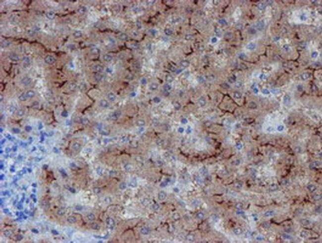 LIM1 Antibody in Immunohistochemistry (Paraffin) (IHC (P))