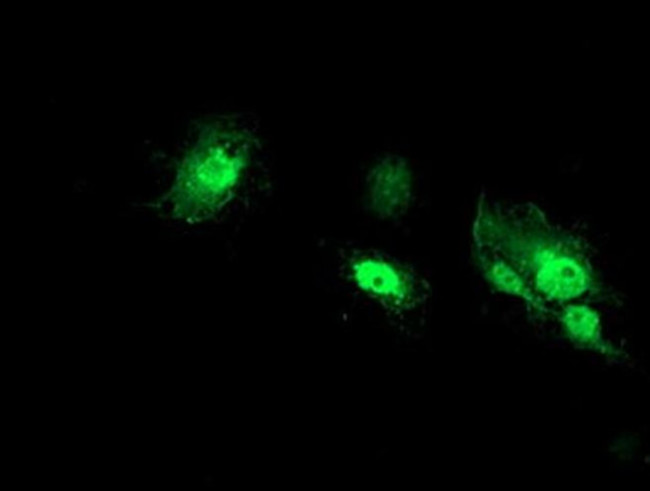 NANP Antibody in Immunocytochemistry (ICC/IF)