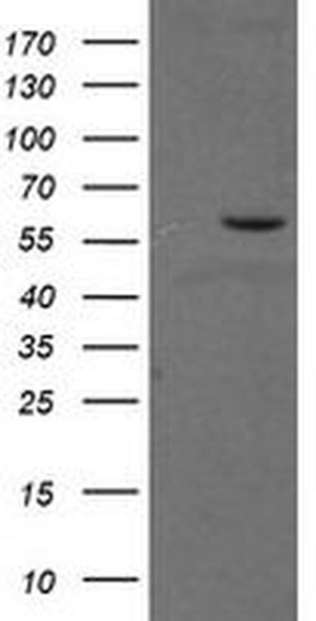 PPAT Antibody in Western Blot (WB)