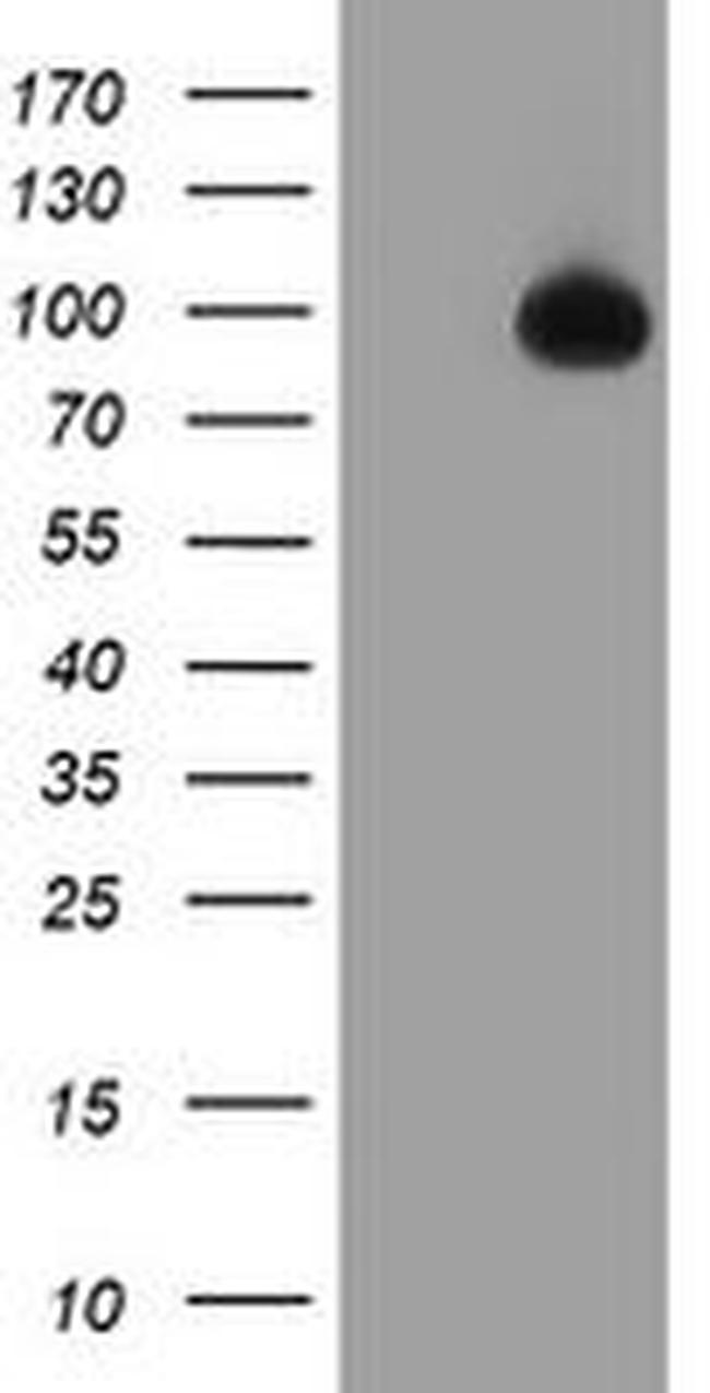 TFR2 Antibody in Western Blot (WB)