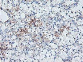 SERPINE2 Antibody in Immunohistochemistry (Paraffin) (IHC (P))