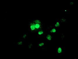 UBE2E3 Antibody in Immunocytochemistry (ICC/IF)