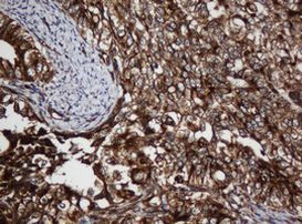 SCFD1 Antibody in Immunohistochemistry (Paraffin) (IHC (P))