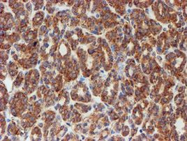 SCFD1 Antibody in Immunohistochemistry (Paraffin) (IHC (P))