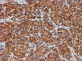 SCFD1 Antibody in Immunohistochemistry (Paraffin) (IHC (P))