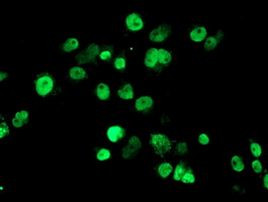 SENP2 Antibody in Immunocytochemistry (ICC/IF)