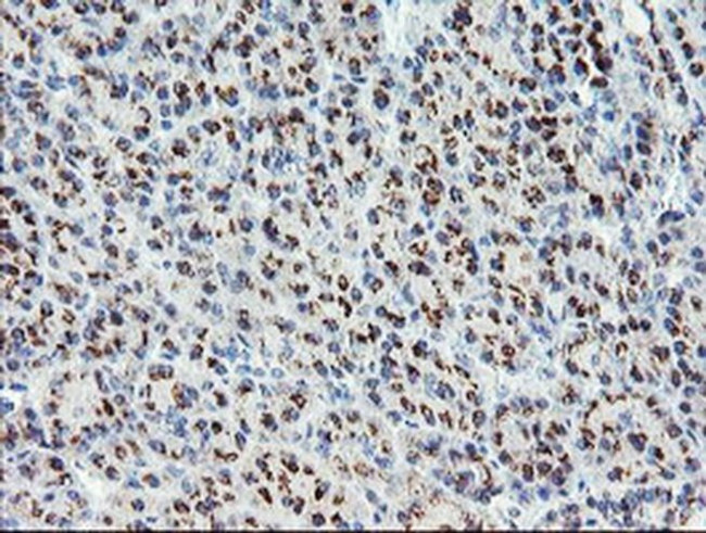 ACBD3 Antibody in Immunohistochemistry (Paraffin) (IHC (P))