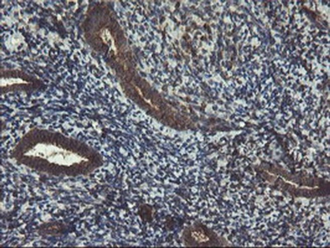 ACBD3 Antibody in Immunohistochemistry (Paraffin) (IHC (P))