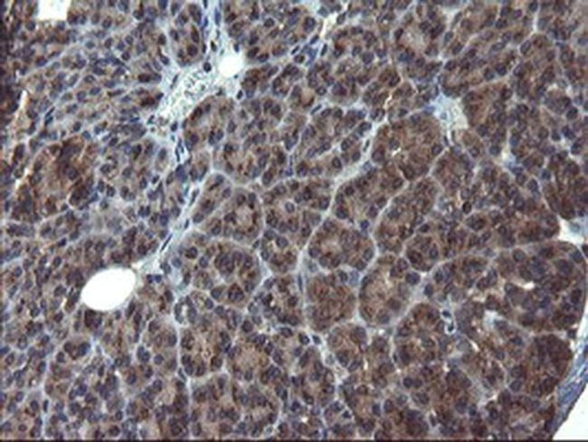 ACBD3 Antibody in Immunohistochemistry (Paraffin) (IHC (P))