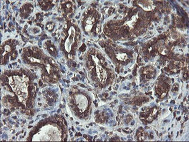 ACBD3 Antibody in Immunohistochemistry (Paraffin) (IHC (P))