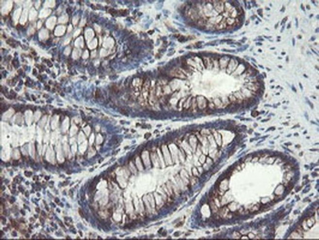 ACBD3 Antibody in Immunohistochemistry (Paraffin) (IHC (P))