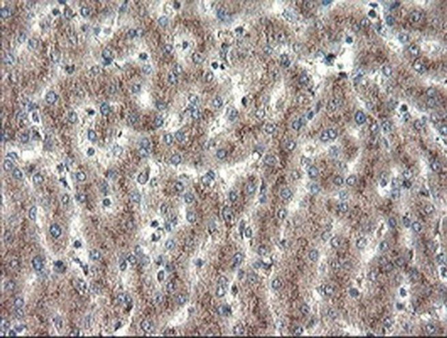 ACBD3 Antibody in Immunohistochemistry (Paraffin) (IHC (P))