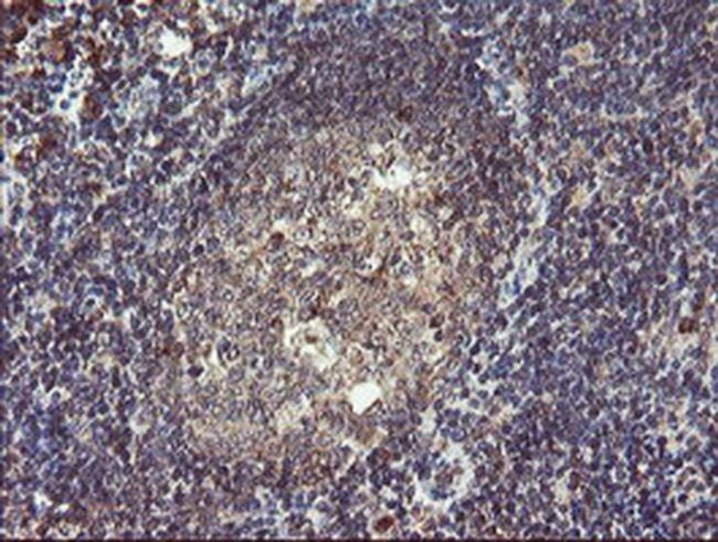 ACBD3 Antibody in Immunohistochemistry (Paraffin) (IHC (P))