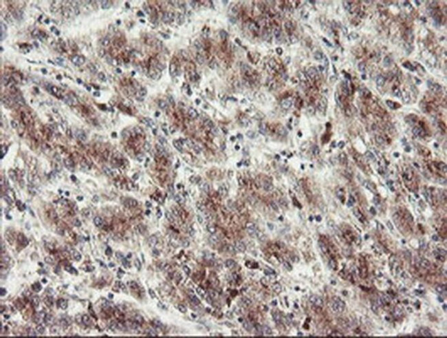 ACBD3 Antibody in Immunohistochemistry (Paraffin) (IHC (P))