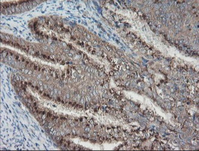 ACBD3 Antibody in Immunohistochemistry (Paraffin) (IHC (P))