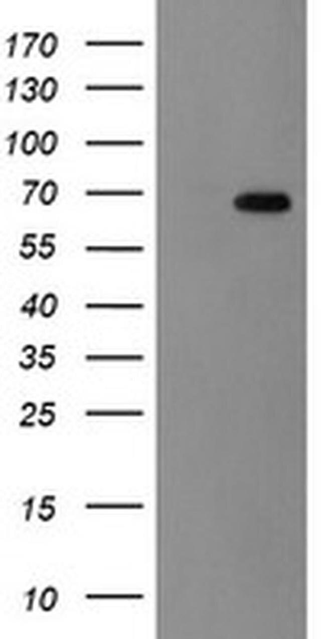 ACBD3 Antibody in Western Blot (WB)