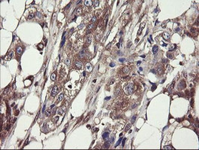 COMMD1 Antibody in Immunohistochemistry (Paraffin) (IHC (P))