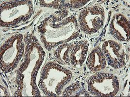 UBE2J1 Antibody in Immunohistochemistry (Paraffin) (IHC (P))