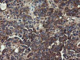 UBE2J1 Antibody in Immunohistochemistry (Paraffin) (IHC (P))