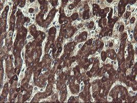 UBE2J1 Antibody in Immunohistochemistry (Paraffin) (IHC (P))