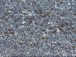 UBE2J1 Antibody in Immunohistochemistry (Paraffin) (IHC (P))