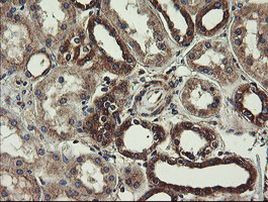 UBE2J1 Antibody in Immunohistochemistry (Paraffin) (IHC (P))