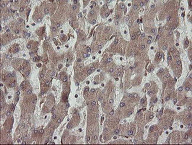 ERp57 Antibody in Immunohistochemistry (Paraffin) (IHC (P))