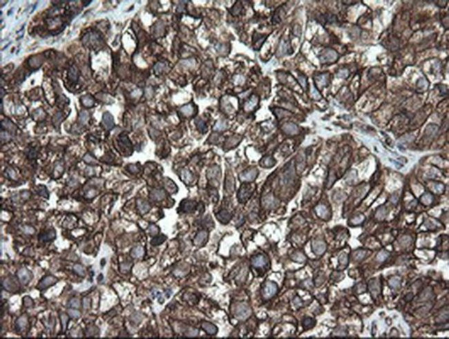 ERp57 Antibody in Immunohistochemistry (Paraffin) (IHC (P))