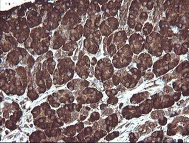 ERp57 Antibody in Immunohistochemistry (Paraffin) (IHC (P))