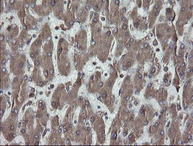 ERp57 Antibody in Immunohistochemistry (Paraffin) (IHC (P))