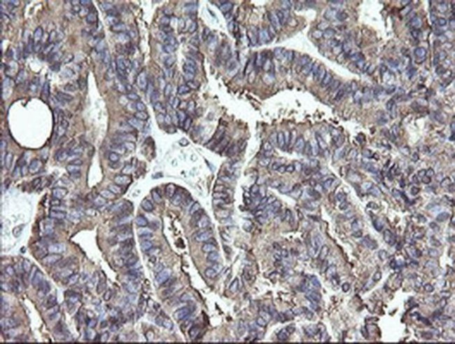 ERp57 Antibody in Immunohistochemistry (Paraffin) (IHC (P))