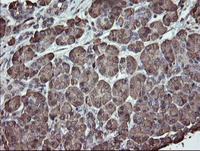 ERp57 Antibody in Immunohistochemistry (Paraffin) (IHC (P))