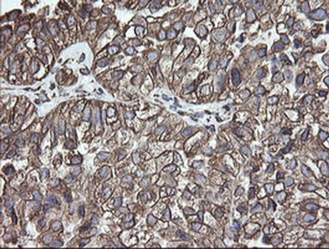 ERp57 Antibody in Immunohistochemistry (Paraffin) (IHC (P))