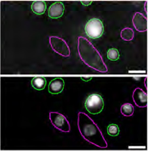 STING Antibody in Immunocytochemistry (ICC/IF)