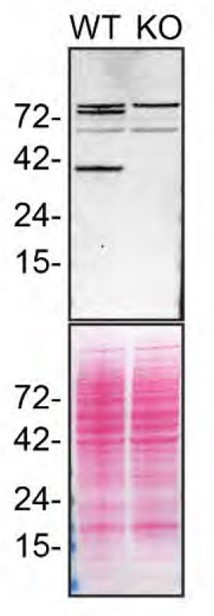 STING Antibody