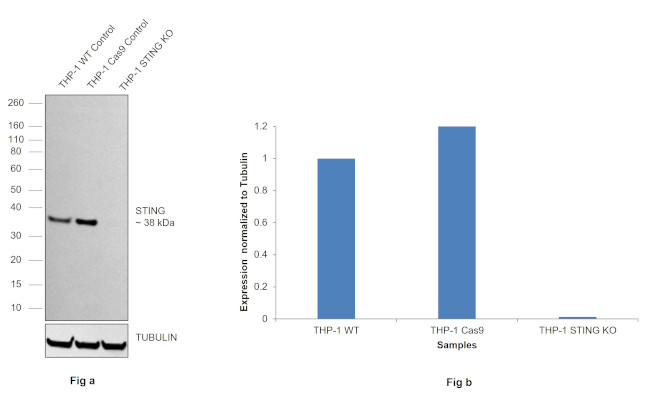 STING Antibody in Western Blot (WB)