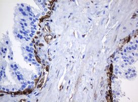 STING Antibody in Immunohistochemistry (Paraffin) (IHC (P))