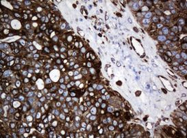 STING Antibody in Immunohistochemistry (Paraffin) (IHC (P))