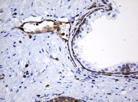 STING Antibody in Immunohistochemistry (Paraffin) (IHC (P))