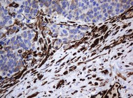 STING Antibody in Immunohistochemistry (Paraffin) (IHC (P))