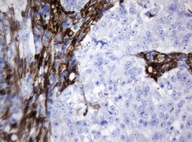 STING Antibody in Immunohistochemistry (Paraffin) (IHC (P))