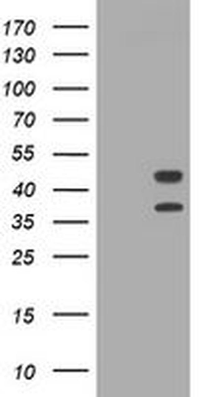 STING Antibody in Western Blot (WB)