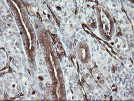 STING Antibody in Immunohistochemistry (Paraffin) (IHC (P))