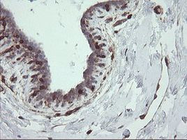 STING Antibody in Immunohistochemistry (Paraffin) (IHC (P))