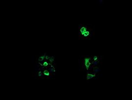 Rhotekin Antibody in Immunocytochemistry (ICC/IF)