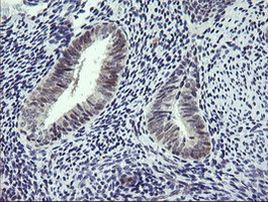 Rhotekin Antibody in Immunohistochemistry (Paraffin) (IHC (P))