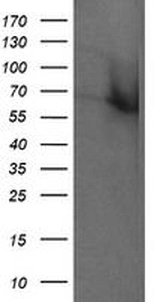 Rhotekin Antibody in Western Blot (WB)