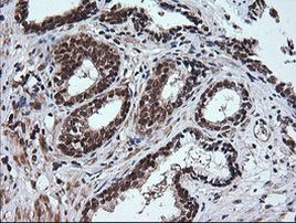 Rhotekin Antibody in Immunohistochemistry (Paraffin) (IHC (P))