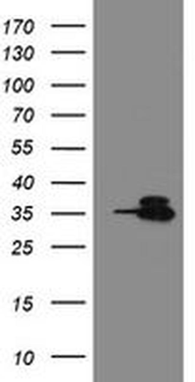 OTUB1 Antibody in Western Blot (WB)