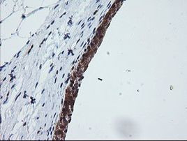 OTUB1 Antibody in Immunohistochemistry (Paraffin) (IHC (P))